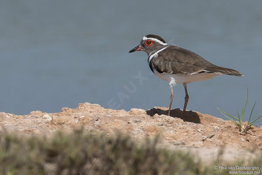 Three-banded Plover