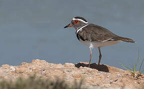 Three-banded Plover