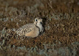 Inland Dotterel