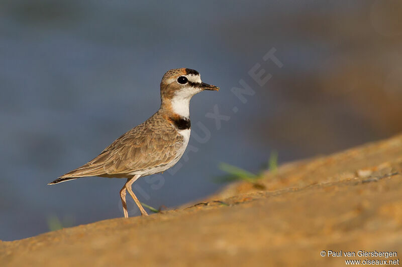 Collared Plover