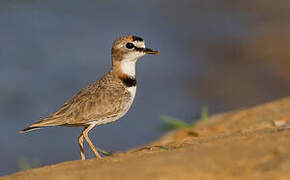 Collared Plover