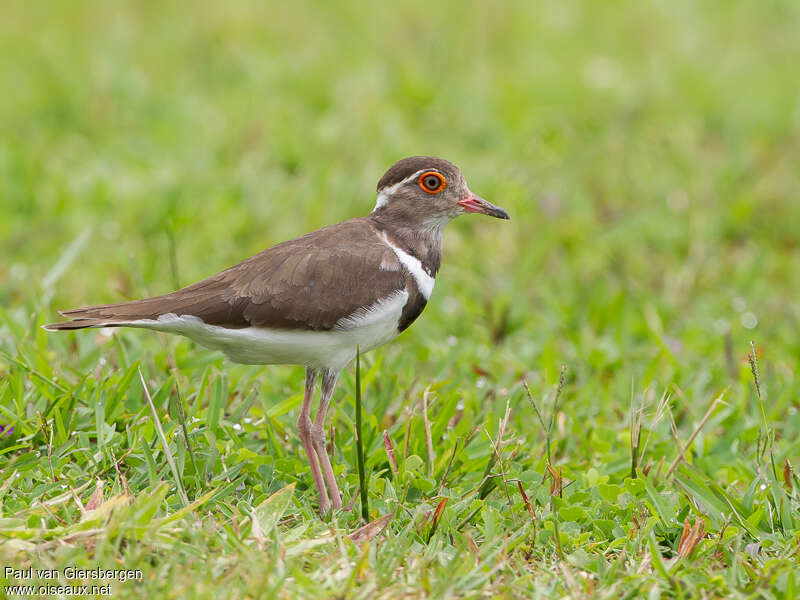 Forbes's Ploveradult, identification