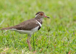 Forbes's Plover