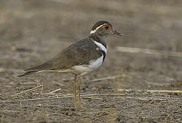 Forbes's Plover