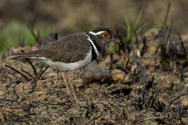 Forbes's Plover
