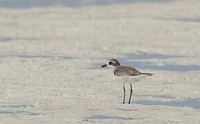 Greater Sand Plover