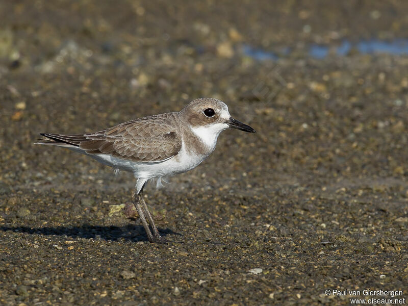 Greater Sand Plover