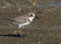 Greater Sand Plover