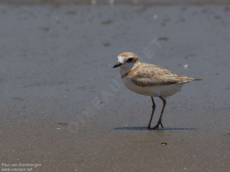 Malaysian Plover female adult, identification