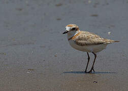 Malaysian Plover