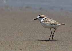 Malaysian Plover