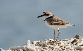 Malaysian Plover