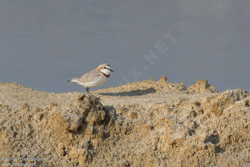 Chestnut-banded Plover male adult, habitat, pigmentation