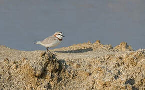 Chestnut-banded Plover