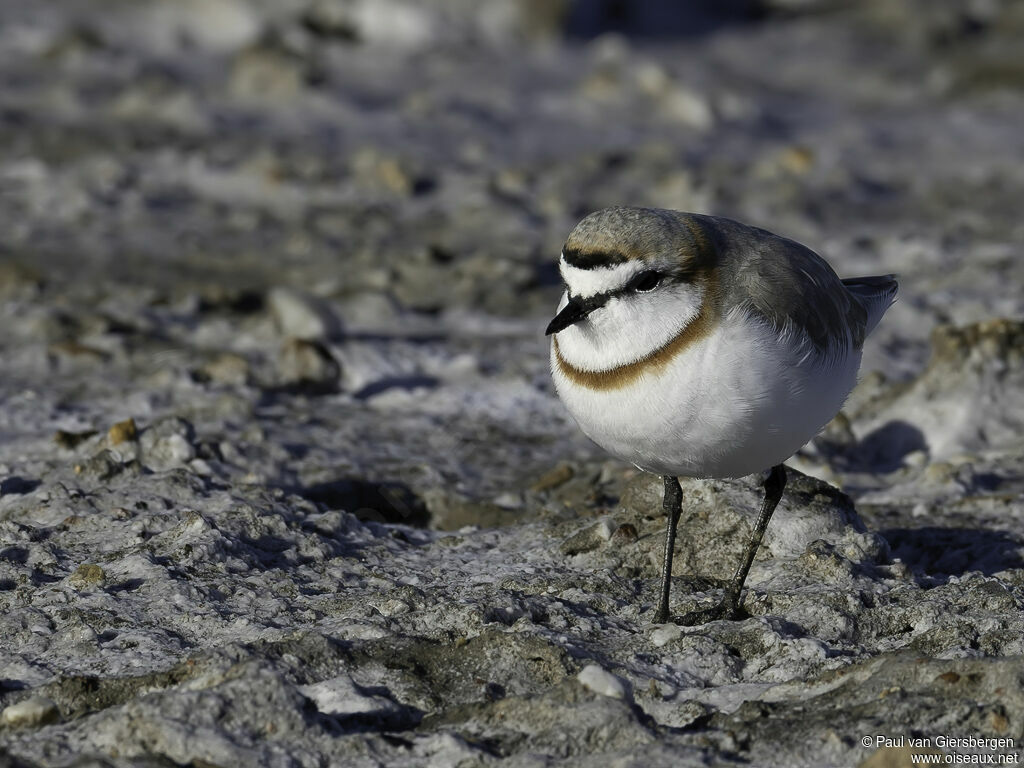 Chestnut-banded Ploveradult