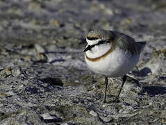 Chestnut-banded Plover