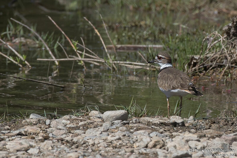 Killdeer