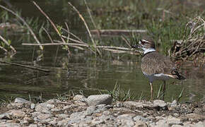 Killdeer