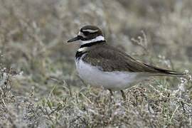 Killdeer