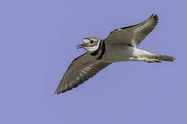 Killdeer