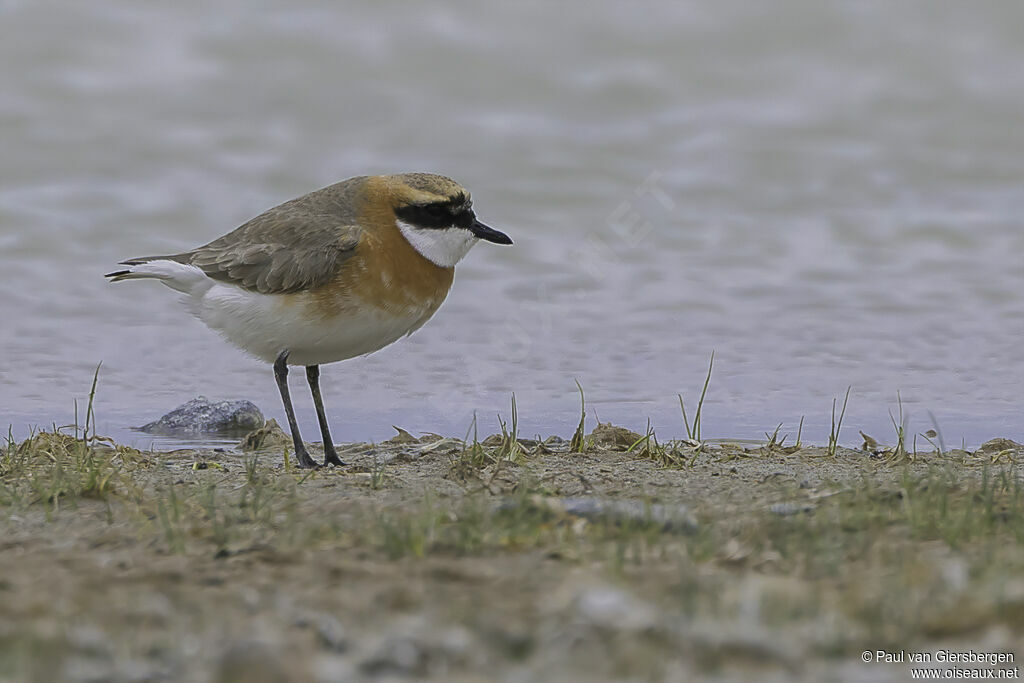 Siberian Sand Ploveradult breeding