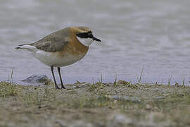 Siberian Sand Plover