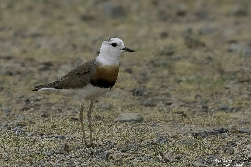 Gravelot orientaladulte