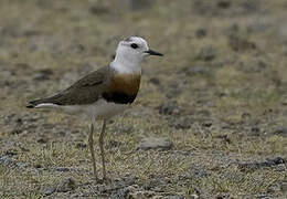 Oriental Plover