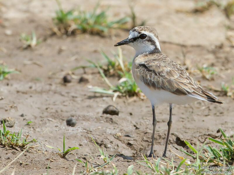 Kittlitz's Plover