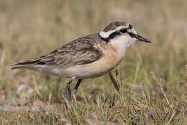 Kittlitz's Plover