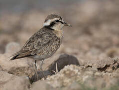 Kittlitz's Plover