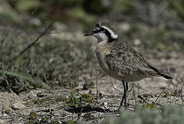 Kittlitz's Plover