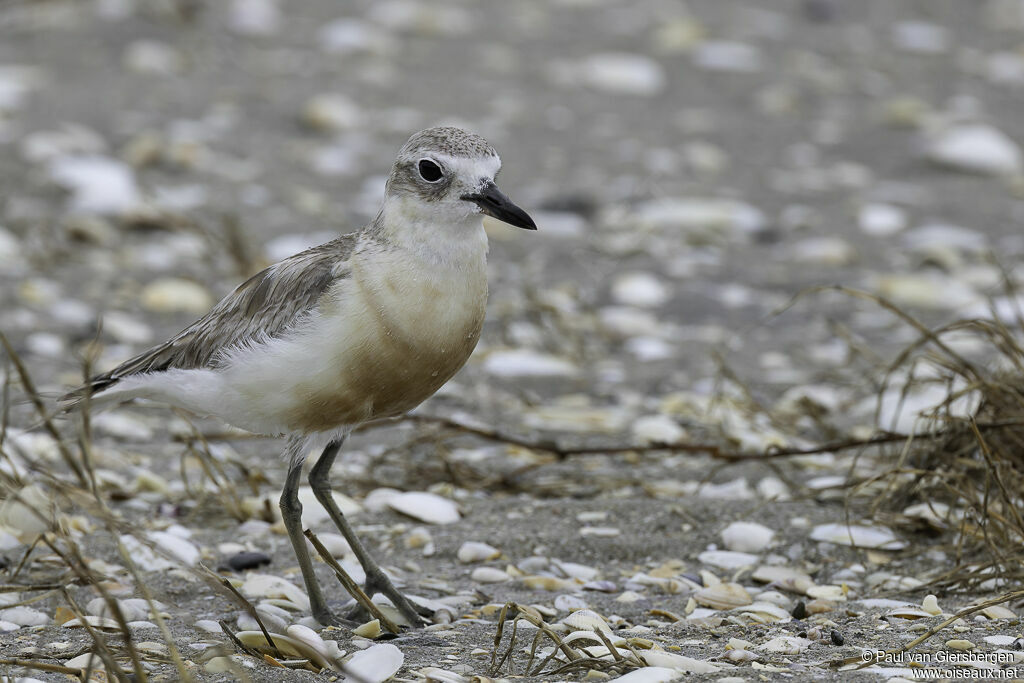 New Zealand Ploveradult