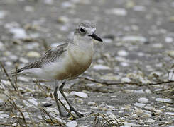 New Zealand Plover