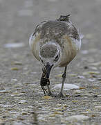 New Zealand Plover