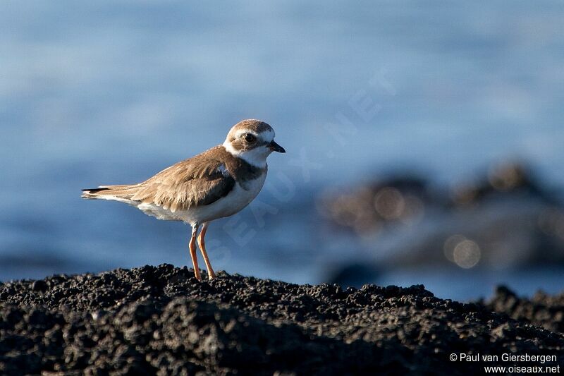 Semipalmated Plover