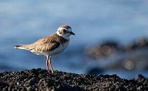 Semipalmated Plover