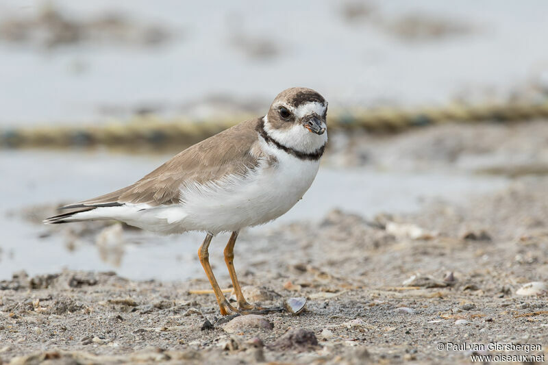 Semipalmated Plover