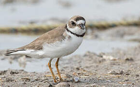 Semipalmated Plover