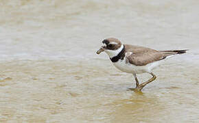 Semipalmated Plover