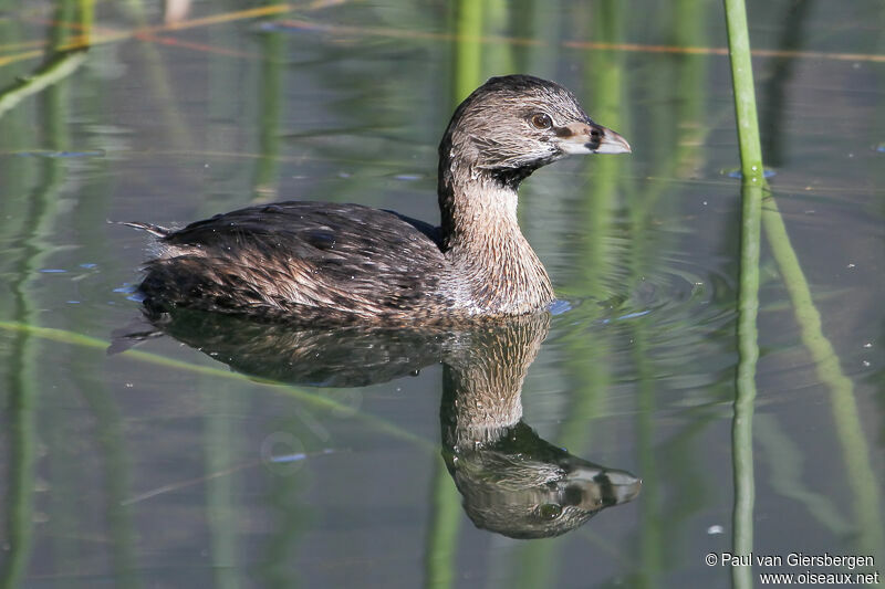 Pied-billed Grebe