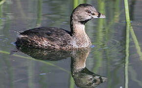 Pied-billed Grebe