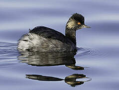 Black-necked Grebe