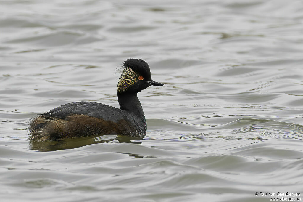 Black-necked Grebeadult breeding