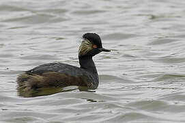 Black-necked Grebe