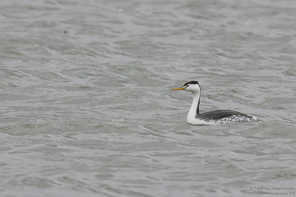 Clark's Grebe