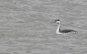 Clark's Grebe