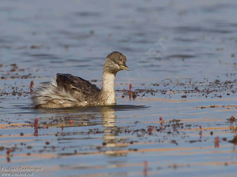 Hoary-headed Grebeadult, identification