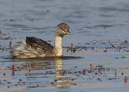 Hoary-headed Grebe