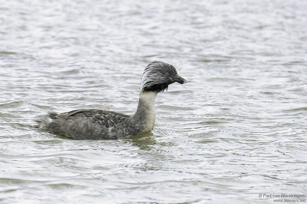 Hoary-headed Grebeadult breeding